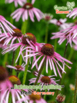 GardenShaman.eu – Echinacea pallida
