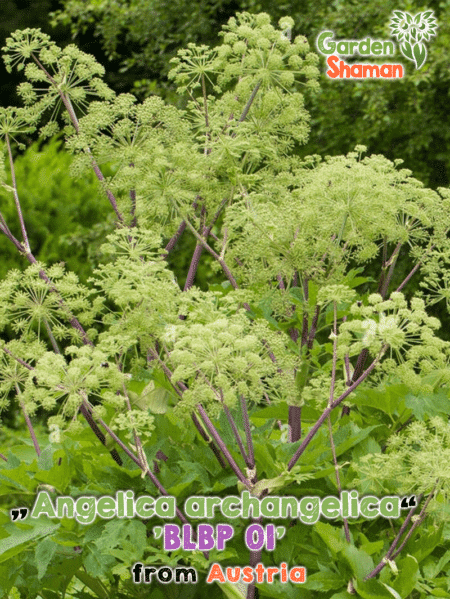 GardenShaman.eu Angelica, Angelica (Angelica archangelica 'BLBP 01')