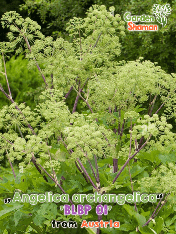 GardenShaman.eu Engelwurz, Angelika (Angelica archangelica 'BLBP 01')