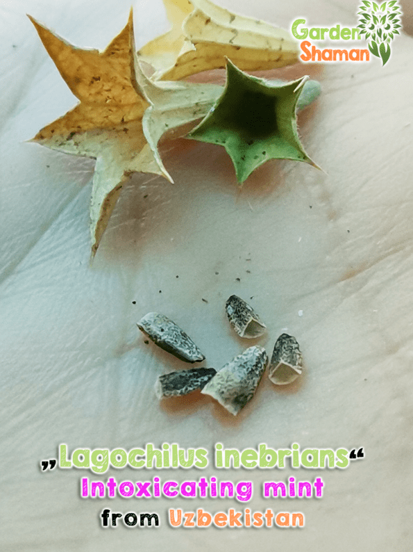 GardenShaman.eu - Lagochilus inebrians seeds Samen, Rauschminze, Turk mint, intoxicating mint, Turkestan mint
