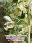GardenShaman.eu – Lagochilus_inebrians_seeds_Samen_intoxicating_mint_3