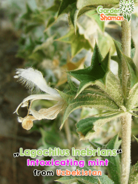 GardenShaman.eu - Lagochilus inebrians seeds, Samen, Rauschminze