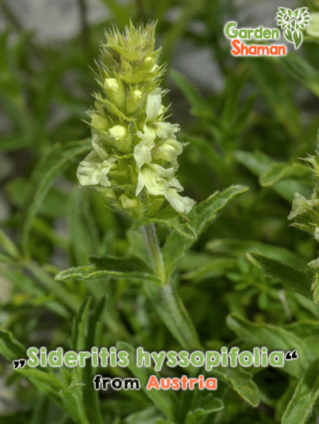 GardenShaman.eu - Spanish Mountain Tea, Hyssop Leafy Limb Sideritis hyssopifolia - Seeds
