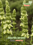 GardenShaman.eu - Hair limb herb, Sideritis hirsuta