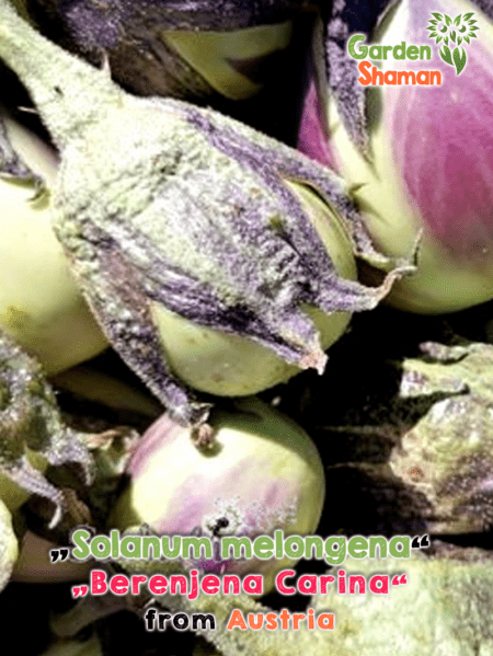 GardenShaman.eu - Solanum melongena Melanzana Carina