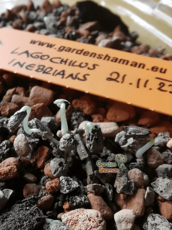 GardenShaman.eu - Lagochilus inebrians seeds, Graines, Menthe bruyante