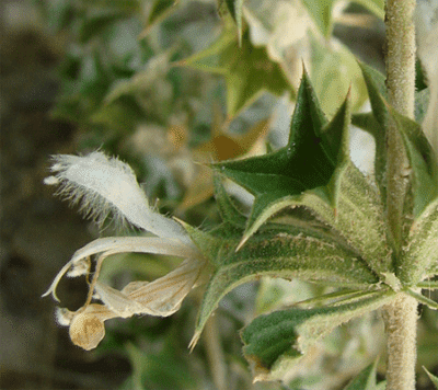 GardenShaman.eu - Lagochilus inebrians seeds, seeds, intoxicating mint seeds seeds