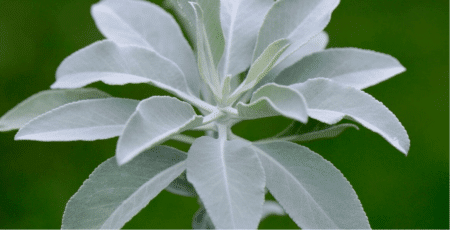 GardenShaman.eu Salvia apiana salvia blanca salvia blanca incienso salvia Blog