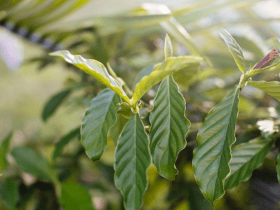 GardenShaman.eu - Cultivar Chacruna, Psychotria viridis, Blog