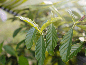 GardenShaman.eu - Growing Chacruna, Psychotria viridis, Blog