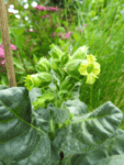 GardenShaman.eu - Blog - Tabak Tabakpflanze Nicotiana tabacum rustica