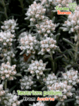 GardenShaman.eu - Teucrium polium Marienkraut Poleigamander Samen seeds