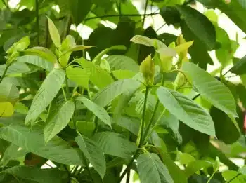 GardenShaman.eu Blog Kratom Mitragyna speciosa stipulosa hirsuta javanica parvifolia