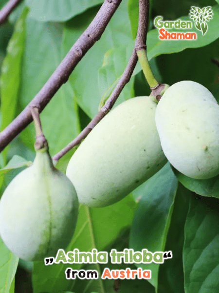 GardenShaman.eu Asimia triloba, Banane indienne, Graines de Papau trilobées