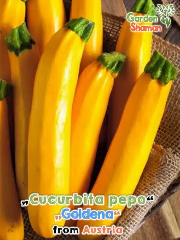 GardenShaman.eu Zucchini "Goldena", gelb (Cucurbita pepo) - Samen