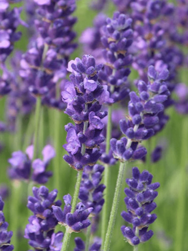 GardenShaman.eu Blog Lavender Lavandula
