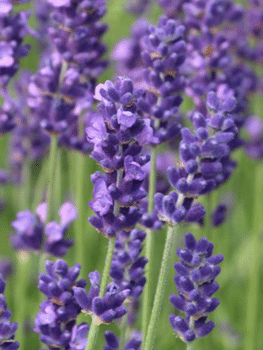 GardenShaman.eu Blog Lavendel Lavandula