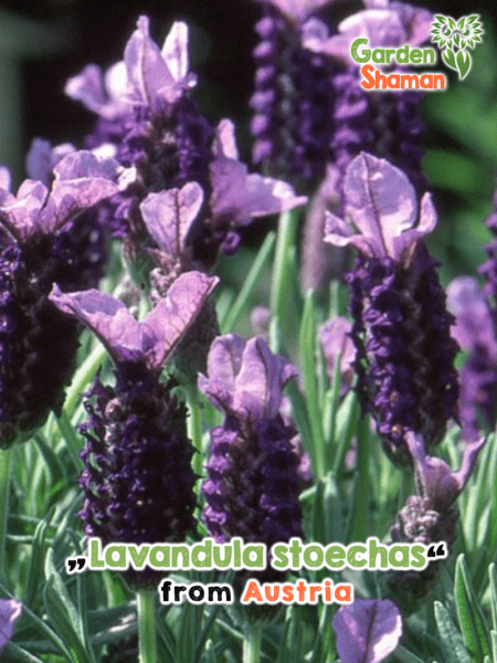 GardenShaman.eu - Lavandula stoechas Seeds Crested Lavender