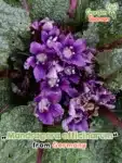 GardenShaman.eu – Mandragora officinarum