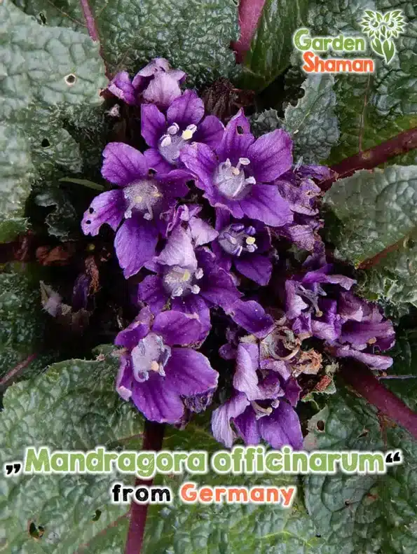 GardenShaman.eu - Mandragora officinarum - Gemeine Alraune Samen