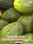 GardenShaman.eu – Melone Cucumis melo Melone Pinonet piel de sapo
