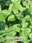 GardenShaman.eu - Mentha rotundifolia Apfelminze, Rundblättrige Minze Samen