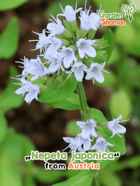 GardenShaman.eu - Menta de Gato Japonesa, Nepeta japonica semillas Semillas