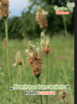 GardenShaman.eu - Plantago lanceolata Spitzwegerich Samen seeds