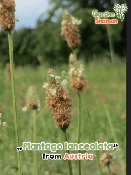 GardenShaman.eu - Plantago lanceolata ribwort plantain seeds seeds