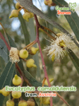 GardenShaman.eu – Roter Eukalyptus Eucalyptus camaldulensis
