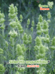 GardenShaman.eu – Sideritis angustifolia