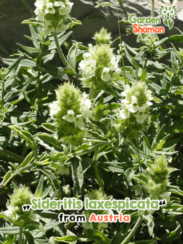 GardenShaman.eu - Spanisches Gliedkraut (Sideritis laxespicata) - Samen