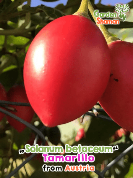 GardenShaman.eu - GardenShaman.eu - Solanum betaceum Tamarillo Samen seeds