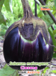 GardenShaman.eu – Solanum melongena Ciezana