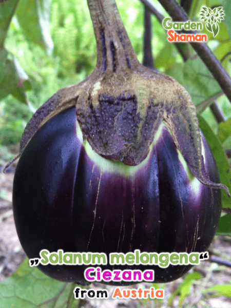 GardenShaman.eu - Solanum melongena Ciezana seeds Samen