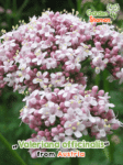 GardenShaman.eu – Valeriana officinalis