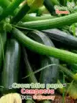 GardenShaman.eu Cucurbita pepo compacta Zucchini Samen