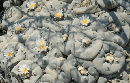 Cultivo de cactus Trichocereus/Echinopsis (Tutorial de cultivo)