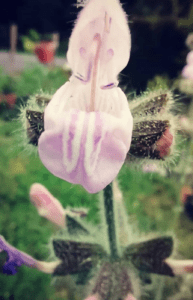 GardenShaman.eu Salvia recognita semillas Salvia de roca turca