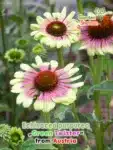 GardenShaman.eu - Green Coneflower Green Twister Echinacea purpurea seeds seeds
