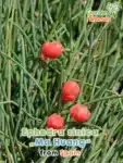 GardenShaman.eu - Ephedra sinica Ma huang Chinesisches Meerträubel