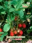Scarlet Strawberry, Virginian Strawberry (Fragaria virgiana) - Seed