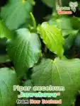 GardenShaman.eu Piper excelsum, Macropiper excelsum, pimienta de Tahití, semillas de Kava maorí