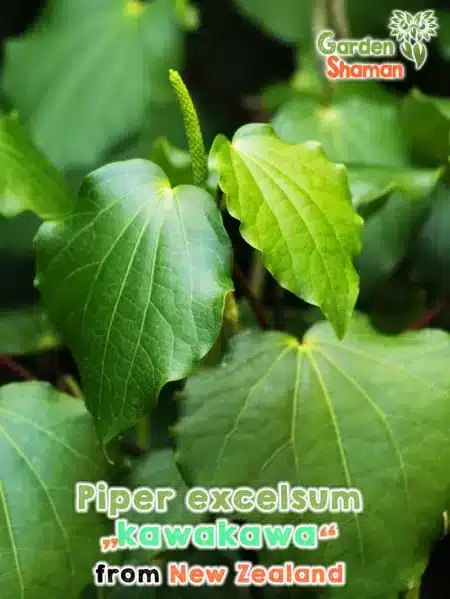GardenShaman.eu Piper excelsum, Macropiper excelsum, Tahiti pepper, Maori Kava seeds