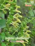 GardenShaman.eu - Salvia glutinosa Sauge collante sage