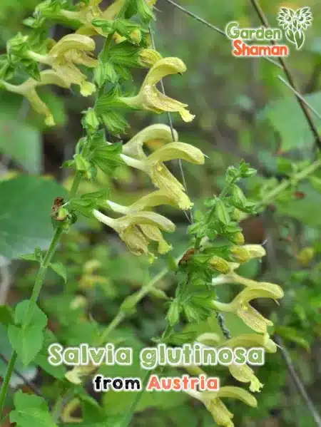 GardenShaman.eu - Salvia glutinosa Salvia pegajosa