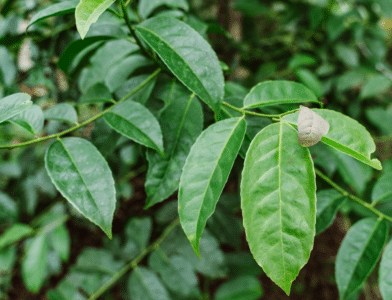 Kawakawa: A deep insight into Piper excelsum and Macropiper latifolium