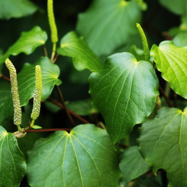 Kawakawa: Ein tiefer Einblick in Piper excelsum und Macropiper latifolium