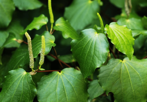 GardenShaman.eu Piper excelsum, Macropiper excelsum, Poivre de Tahiti, Graines de Kava Maori, Macropiper latifolium