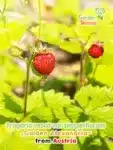 gardenshamaneu - Fragaria vesca var semperflorens Golden Alexandria Yellow-leaved monthly strawberry
